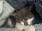Coco - British Shorthair Kitten For Sale - St Albans&comma; NY&comma; US