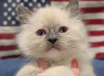 Honor - Ragdoll Kitten For Sale - 