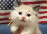 Glory - Ragdoll Kitten For Sale - 