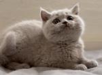 EncantoBrits Lilac Female - British Shorthair Kitten For Sale - 
