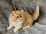 The General - Persian Kitten For Sale - Delta&comma; PA&comma; US