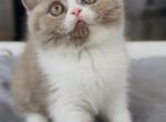 Lilac Bicolor Male - British Shorthair Kitten For Sale - 