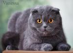 VANESSA Blue Scottish Fold - Scottish Fold Cat For Sale/Retired Breeding - Rancho Cordova&comma; CA&comma; US