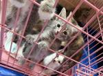 Free Kittens - Siamese Kitten For Sale - Oak Hill&comma; TN&comma; US