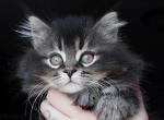 Solar - Maine Coon Kitten For Sale - Mount Penn&comma; PA&comma; US
