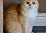 VIVA British Shorthair Golden Chinchilla - British Shorthair Cat For Sale/Retired Breeding - 