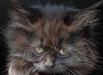 Void Maine Coon Dollface Persian Hybrid - Maine Coon Kitten For Sale - Mount Penn&comma; PA&comma; US