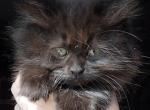 Void Maine Coon Dollface Persian Hybrid - Maine Coon Kitten For Sale - Mount Penn&comma; PA&comma; US