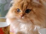 GIGI British Longhair Golden Chinchilla - British Shorthair Cat For Sale/Retired Breeding - 