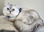 TARGET British Blue Golden Chinchilla - British Shorthair Cat For Sale/Retired Breeding - 