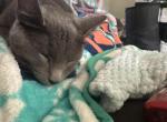 Ivy - Domestic Cat For Adoption - Fort Campbell&comma; KY&comma; US