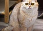 TASSIA British Shorthair Golden Chinchilla - British Shorthair Cat For Sale/Retired Breeding - Rancho Cordova&comma; CA&comma; US