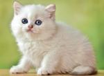 Olaf Blue Golden Chinchilla - British Shorthair Kitten For Sale - Rancho Cordova&comma; CA&comma; US
