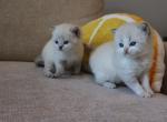 Purebred british gils - British Shorthair Kitten For Sale - Shakopee&comma; MN&comma; US