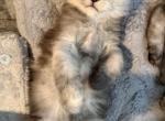 Jewel Darker Blue Smoke - Maine Coon Kitten For Sale - North Las Vegas&comma; NV&comma; US