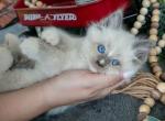Noble - Ragdoll Kitten For Sale - Ronks&comma; PA&comma; US
