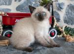 Mocha - Siamese Kitten For Sale - Ronks&comma; PA&comma; US
