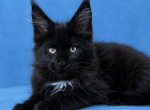 Boy V72 - Maine Coon Kitten For Sale - Virginia Bch&comma; VA&comma; US