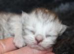 Shaded Silver Persian Female Persian Kitten - Persian Kitten For Sale - Stanton&comma; MO&comma; US