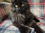 Boy V74 - Maine Coon Kitten For Sale - 