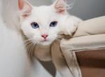 Wesley - Ragdoll Kitten For Sale - 