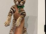 Leo - Bengal Kitten For Sale - Pottsboro&comma; TX&comma; US