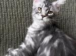 Girl V45 - Maine Coon Kitten For Sale - Virginia Bch&comma; VA&comma; US
