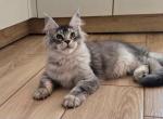 Mike - Maine Coon Kitten For Sale - Virginia Bch&comma; VA&comma; US