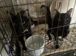 CLOBY   WHISKERS     MOGLY - Domestic Kitten For Adoption - CA&comma; US