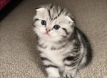 Mila - Scottish Fold Kitten For Sale - Maineville&comma; OH&comma; US