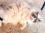 Leia - Ragdoll Cat For Sale/Retired Breeding - Cape Coral&comma; FL&comma; US