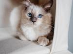 Harlows litter - Ragdoll Kitten For Sale - Cape Coral&comma; FL&comma; US