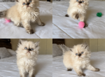 SNOW - Persian Kitten For Sale - FL&comma; US