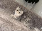 Bella - Scottish Fold Cat For Sale/Retired Breeding - 