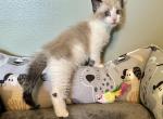 Felix - Domestic Kitten For Sale - 