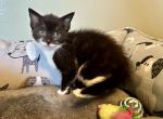 Zoe - Domestic Kitten For Sale - Ashburnham&comma; MA&comma; US