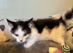 Jojo - Domestic Kitten For Sale - 