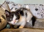 Jade - Domestic Kitten For Sale - 