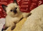 Siamese Female 2 - Siamese Kitten For Sale - 