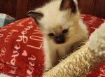 Siamese Female 2 - Siamese Kitten For Sale - Willington&comma; CT&comma; US