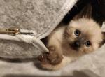 Sealpoint Female 3 - Siamese Kitten For Sale - 