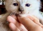 Cece baby - Ragdoll Kitten For Sale - 