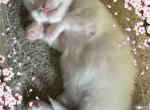 Sweet Baby - Ragdoll Kitten For Sale - Blacksburg&comma; VA&comma; US