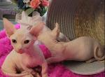Tinsley - Bambino Kitten For Sale - IL&comma; US