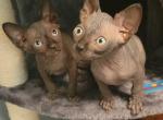GAVIN - Sphynx Kitten For Sale - IL&comma; US