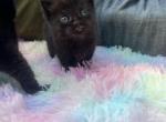 Black shortie - Minuet Kitten For Sale - West Branch&comma; MI&comma; US