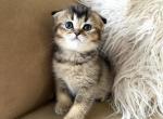Daisy - Scottish Fold Kitten For Sale - 