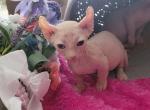 Fionna - Bambino Kitten For Sale - 