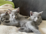 Russian Blue Kittens New Litter 4 - Russian Blue Kitten For Sale - Dumfries&comma; VA&comma; US