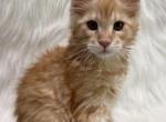 Leo - Maine Coon Kitten For Sale - 